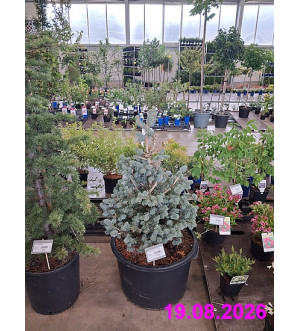 Abies lasiocarpa 'Compacta' C 45 L